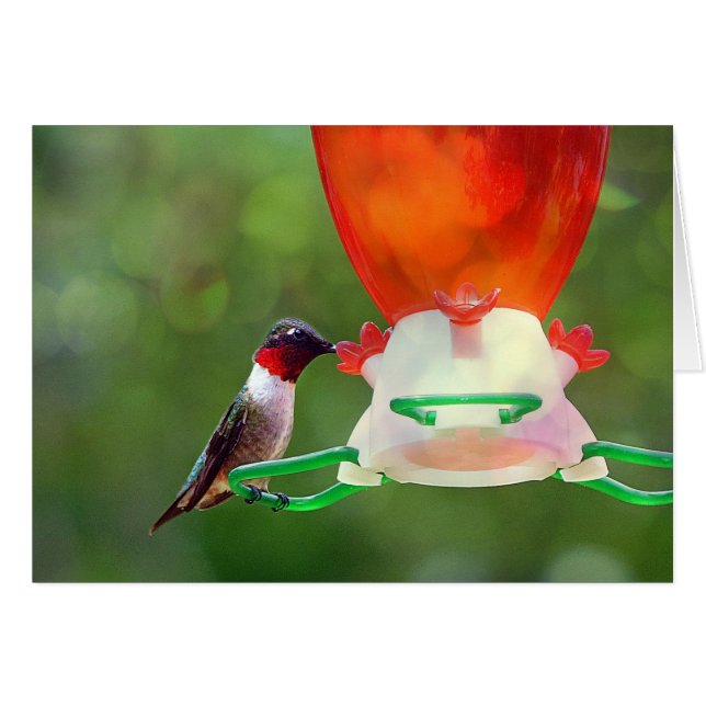 A Ruby Throated Hummingbird (Front Horizontal)