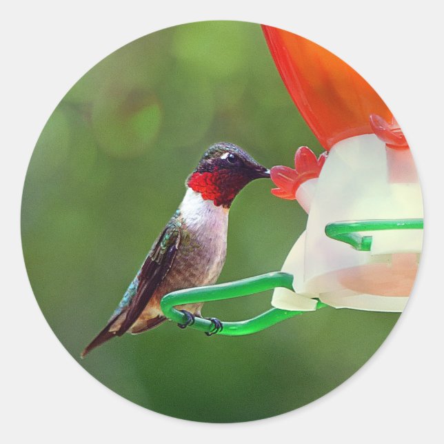A Ruby Throated Hummingbird Classic Round Sticker (Front)