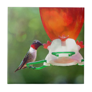 A Ruby Throated Hummingbird Tile