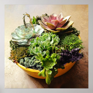 A Salad Bowl of Succulents Poster