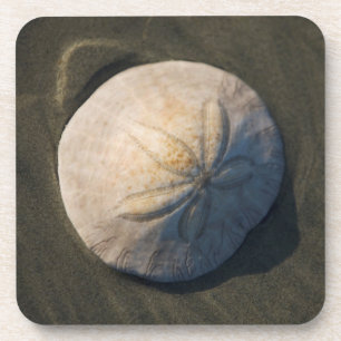A Sand Dollar On The Beach Coaster