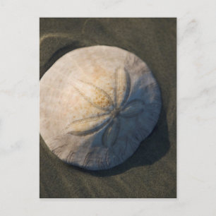 A Sand Dollar On The Beach Postcard