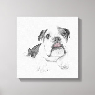 A Sassy Bulldog Puppy Drawing Canvas Print