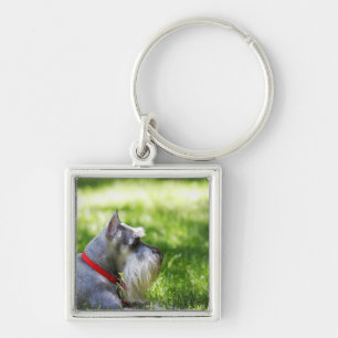 A Schnauzer laying in the grass Key Ring