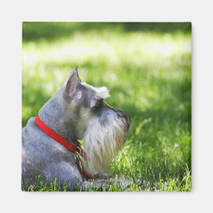 A Schnauzer laying in the grass Magnet