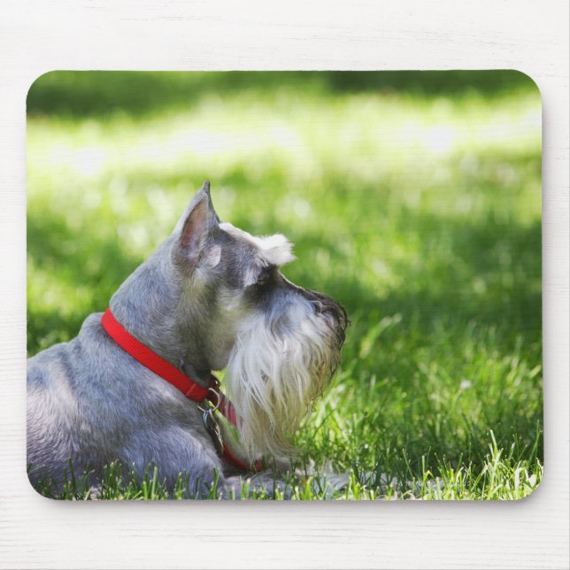 A Schnauzer laying in the grass Mouse Mat (Front)