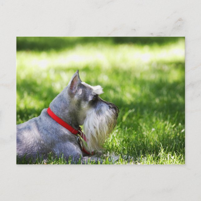 A Schnauzer laying in the grass Postcard (Front)