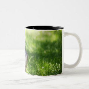 A Schnauzer laying in the grass Two-Tone Coffee Mug