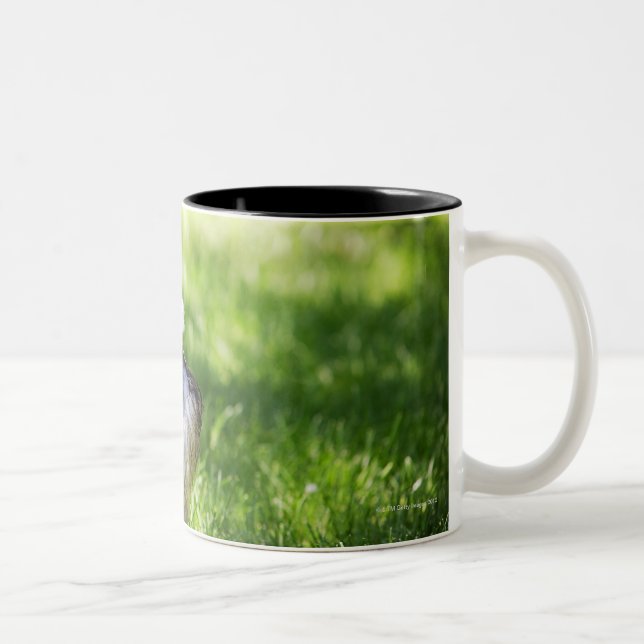 A Schnauzer laying in the grass Two-Tone Coffee Mug (Right)