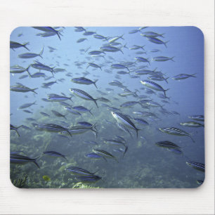 A school of fish and marine life mouse mat