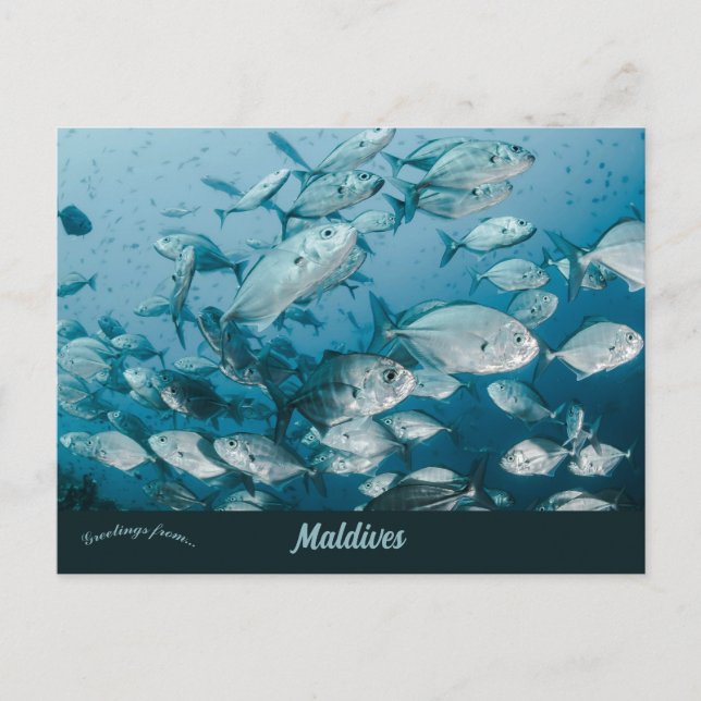 A School of Fish Near Maldives Postcard (Front)