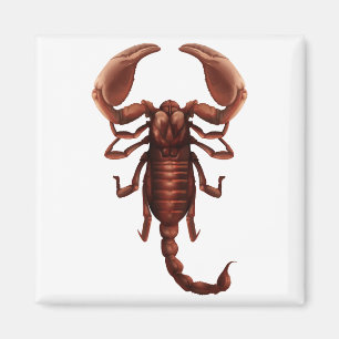 A scorpion magnet