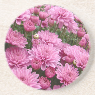 A Sea of Pink Chrysanthemums #2 Coaster
