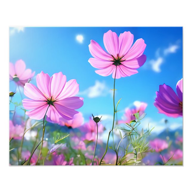 A Sea of Pink: Cosmos Flowers in Bloom Photo Print (Front)