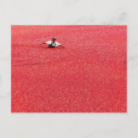 A sea of red cranberries