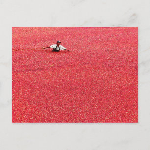 A sea of red cranberries postcard