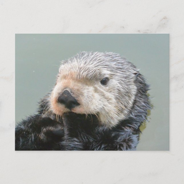 A sea otter philosopher postcard (Front)