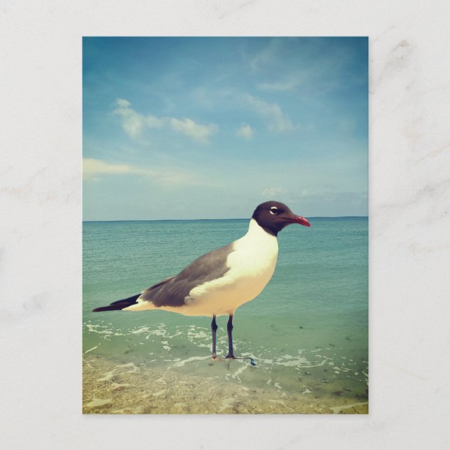 A seagull holiday postcard (Front)