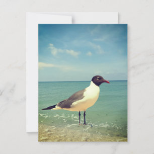 A seagull postcard