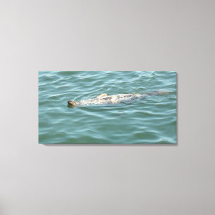 A Seal Floating Sunbathing  Canvas Print