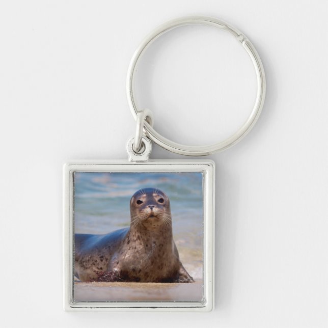 A seal on a beach along the Pacific Coast Key Ring (Front)