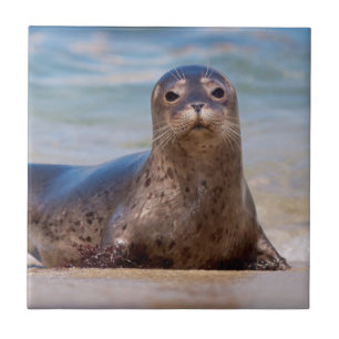 A seal on a beach along the Pacific Coast Tile