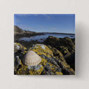 A Seashell Sits On A Rock Dumfries, Scotland 15 Cm Square Badge