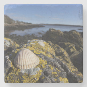 A Seashell Sits On A Rock Dumfries, Scotland Stone Coaster
