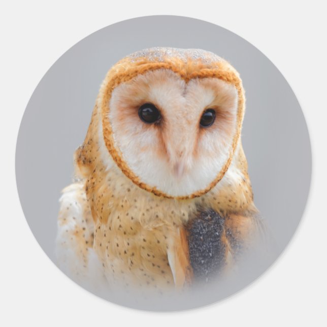 A Serene and Beautiful Barn Owl Classic Round Sticker (Front)