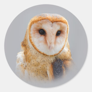 A Serene and Beautiful Barn Owl Classic Round Sticker