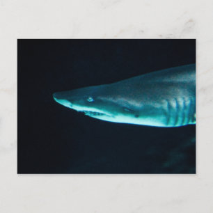 A Shark Postcard