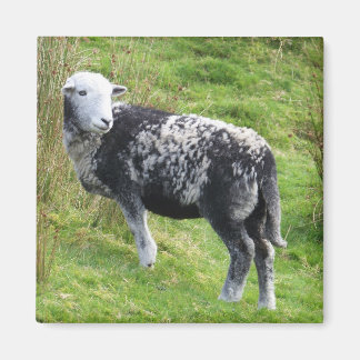 A sheep on Dartmoor Magnet