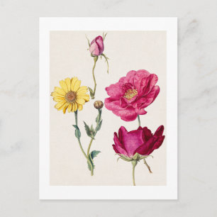 A Sheet of Studies with French Roses and an Oxeye Postcard
