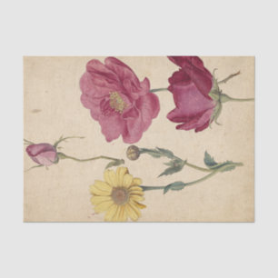 A Sheet of Studies with French Roses by de Morgues