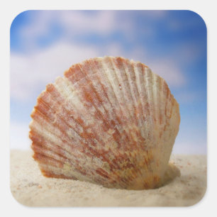 A Shell Propped In The Sand Square Sticker