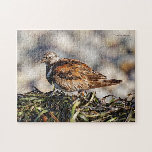 A Showstopping Ruddy Turnstone Shorebird Jigsaw Puzzle (Horizontal)