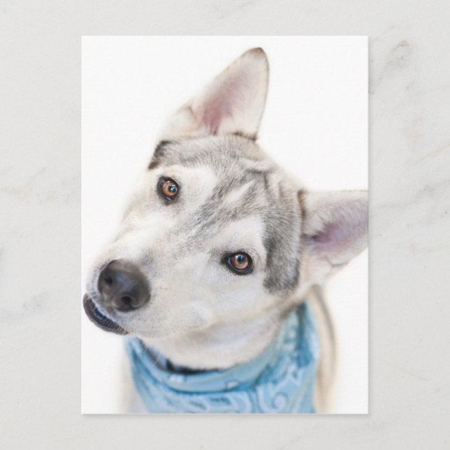 A Siberian Husky Mix Tilts its Head Postcard (Front)