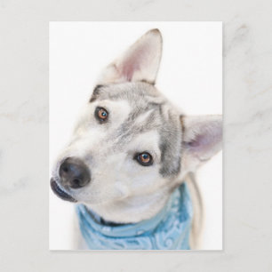 A Siberian Husky Mix Tilts its Head Postcard