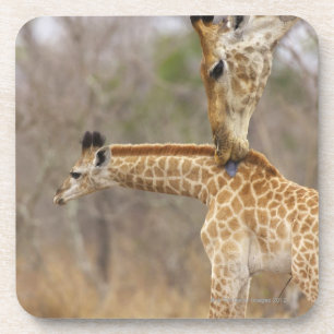 A side view of a Giraffe licking its young, Coaster