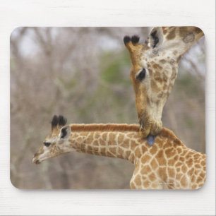 A side view of a Giraffe licking its young, Mouse Mat