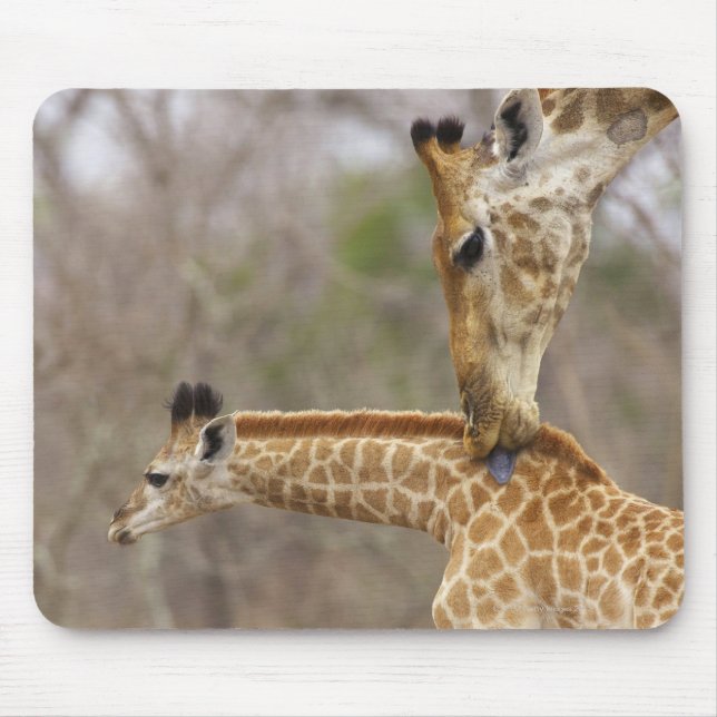 A side view of a Giraffe licking its young, Mouse Mat (Front)