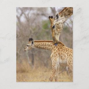 A side view of a Giraffe licking its young, Postcard