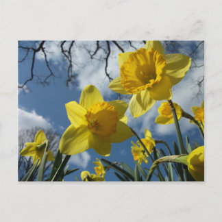 A SIGN OF SPRING POSTCARD