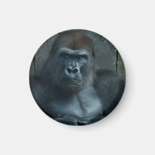 A Silverback in the Making Magnet