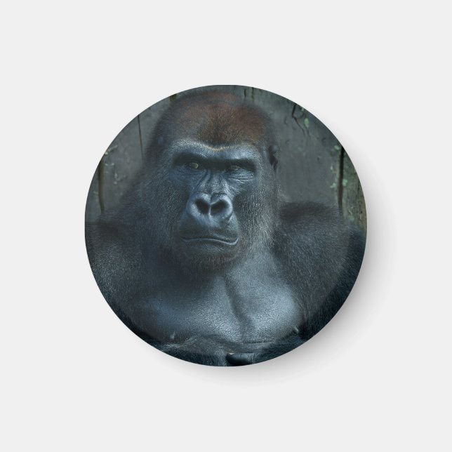 A Silverback in the Making Magnet (Front)