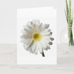 A Single Daisy for you and the Cancer Warrior Thank You Card