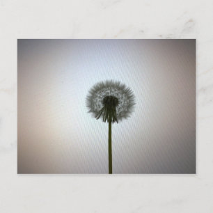 A Single Dandelion Against a White Backdrop Postcard