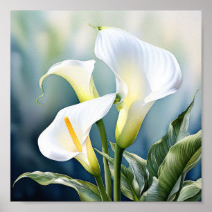 A single elegant calla lily. poster