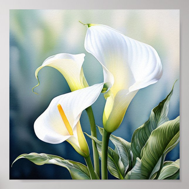 A single elegant calla lily. poster (Front)