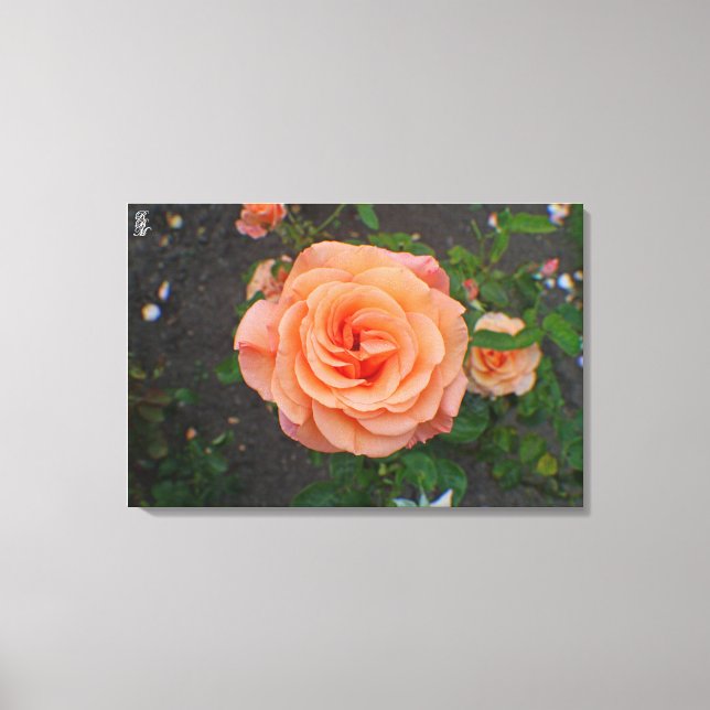 A Single Orange Flower Canvas Print (Front)